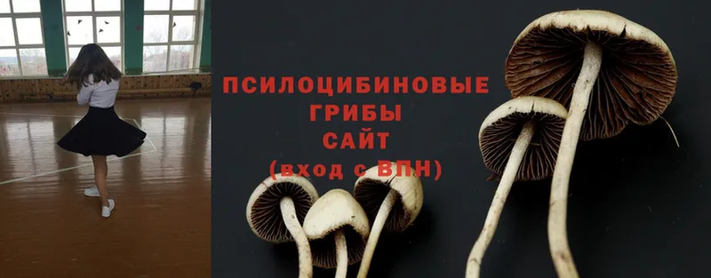 закладка  Калининск  Псилоцибиновые грибы Cubensis 